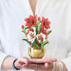 mini scarlet amaryllis